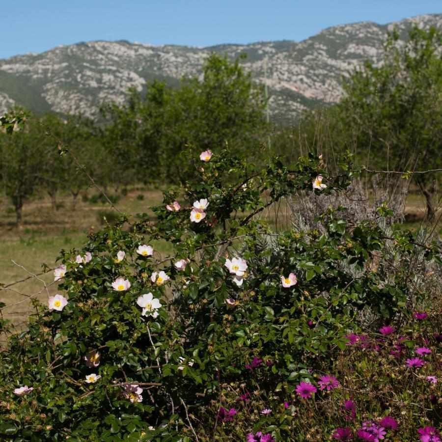 Гостьовий будинок Agriturismo Don Lucifero Орозей Екстер'єр фото